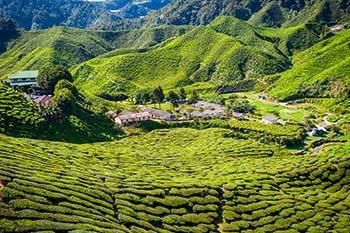 Tea plantation, Cameron Highlands - Malaysia Motorbike Forums