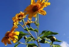Wild Mexican sunflower fields of Khun Yuam