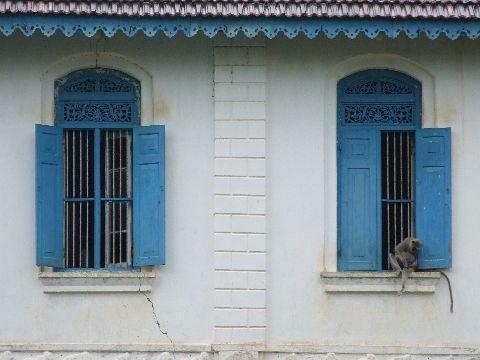 021%20Anuradhapura%20Monkey.jpg