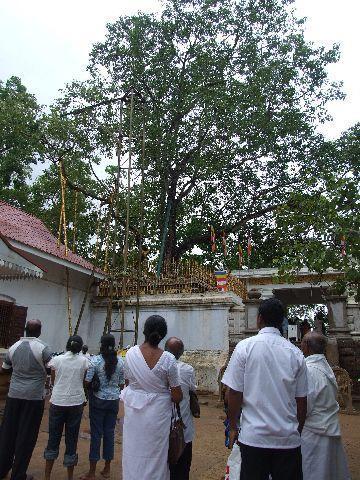 022%20Anuradhapura%20Sri%20Maha%20Bodhi%20Tree.jpg