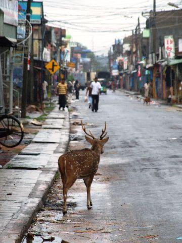048%20Trincomalee%20Road%20user.jpg