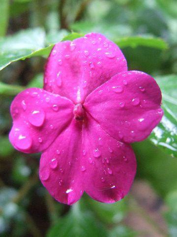 059%20Sigiriya%20Flower%20Inn.jpg
