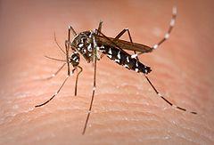 240px-Aedes_Albopictus.jpg