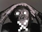 263270=245-chimp.jpg