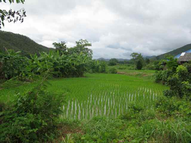270285=4540-IMG_6338.jpg