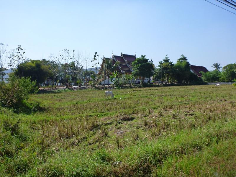 274213=7246-P1000533.jpg