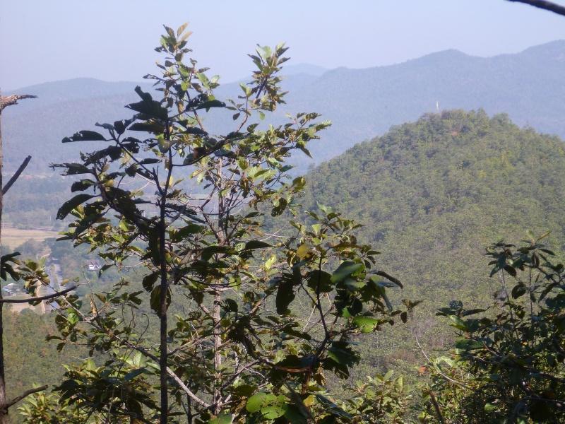 274412=7344-P1000740.jpg