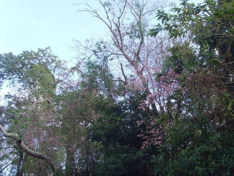 275100=7929-tiger%207.jpg