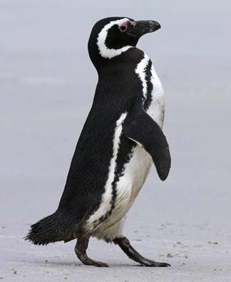 275832=8231-penguin_1.jpg