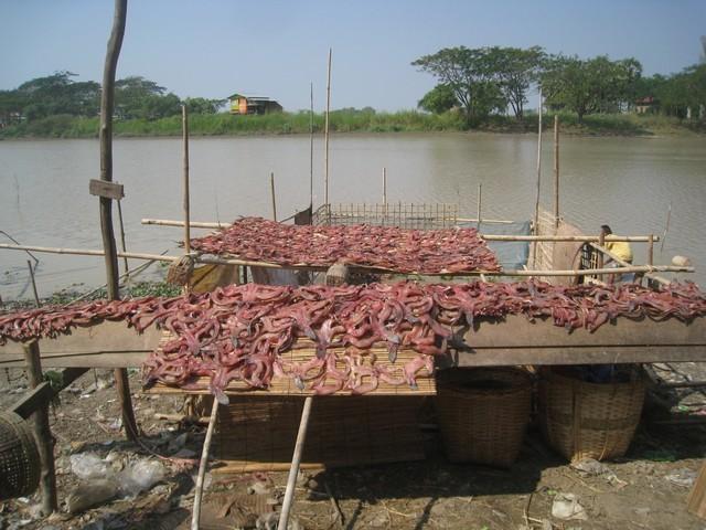 287080=14588-Burma%204-529.jpg