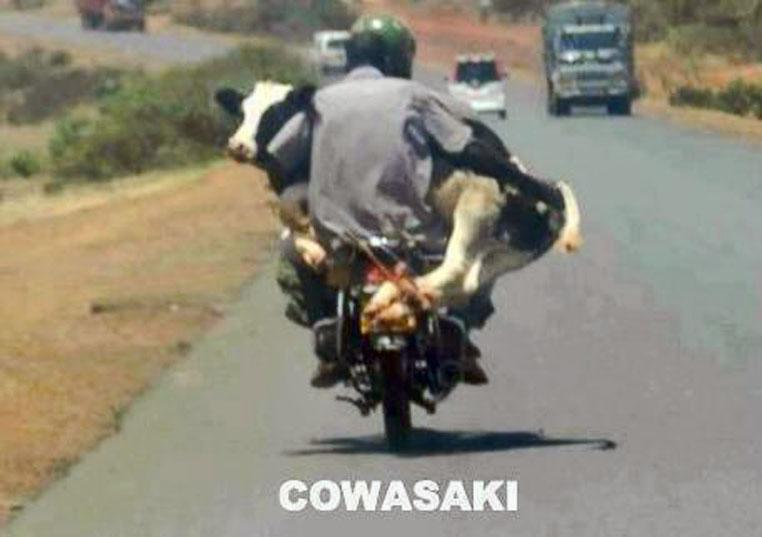 287321=14823-cowasaki.jpg
