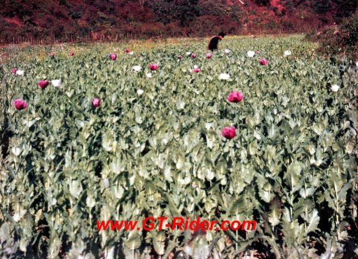 291218=16194-GTR-Opium-Laos95-C.jpg