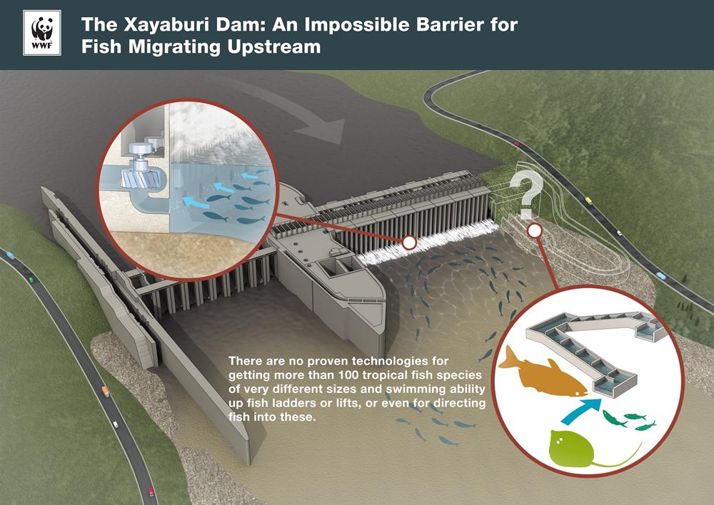 299888=19457-xayaburi_dam_fish_migration_upstream_impacts.jpg