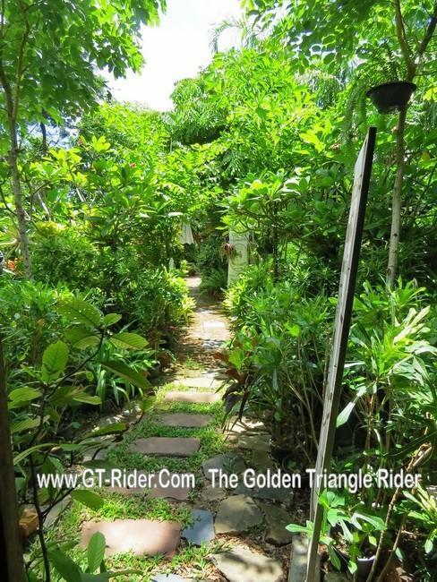 300146=19632-GTR-DoiChaangTree5.jpg