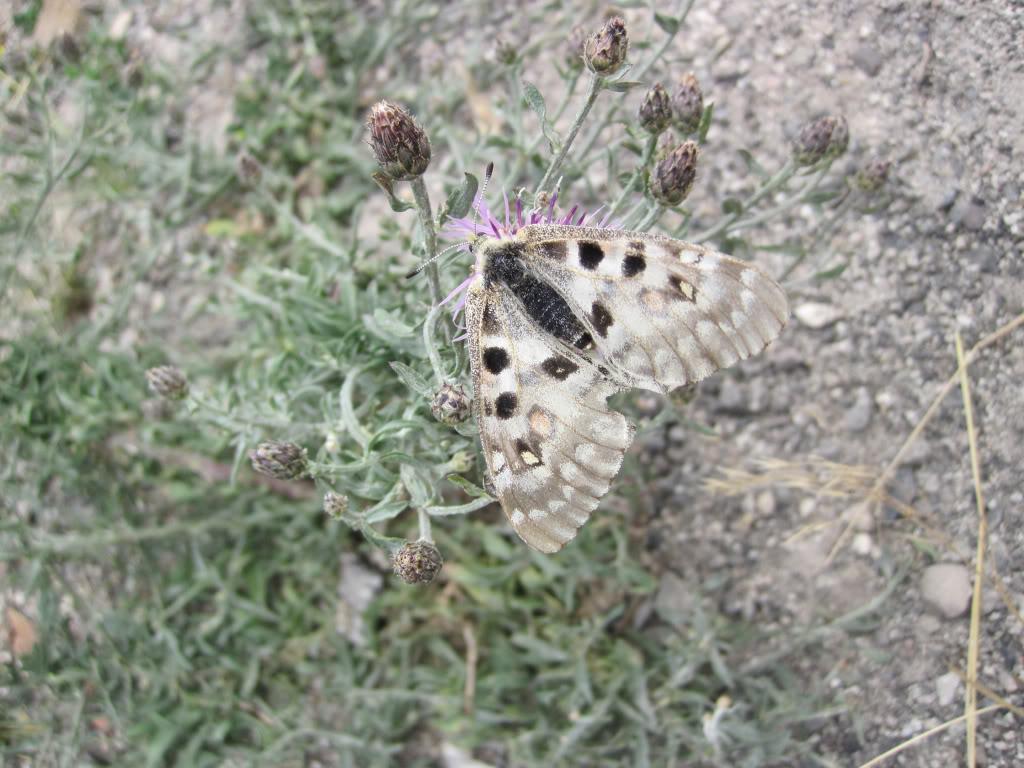 6f6cb145.jpg