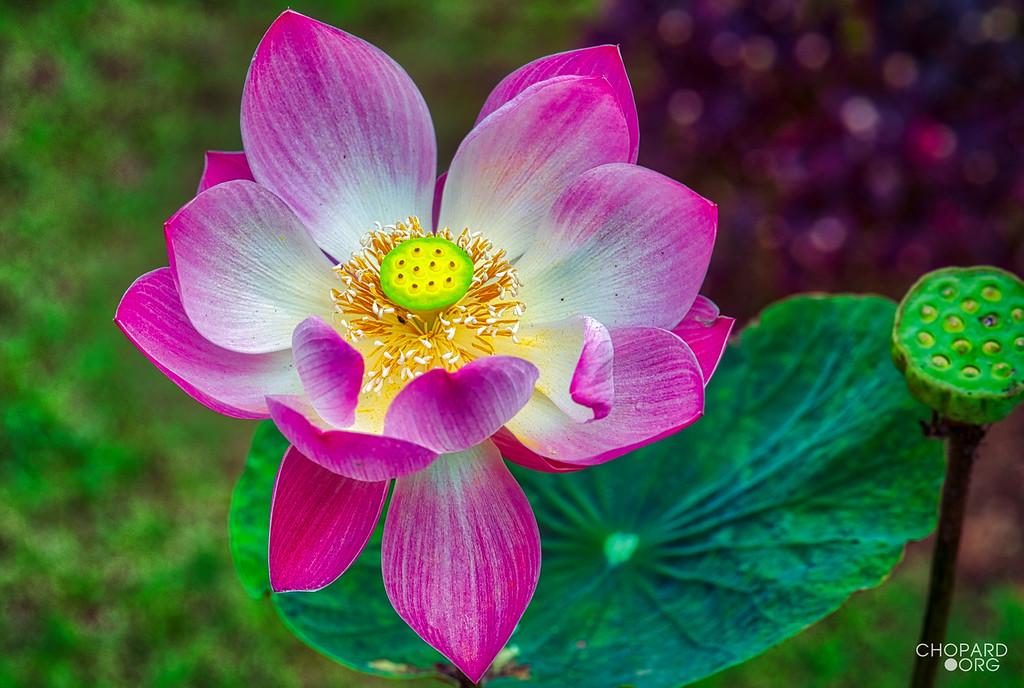 75D_4099_AuroraHDR2018-edit-XL.jpg