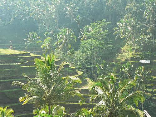 bali12.jpg