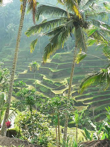 bali13.jpg