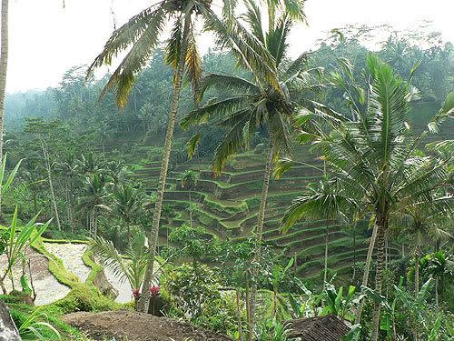 bali14.jpg