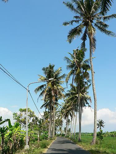 bali47.jpg