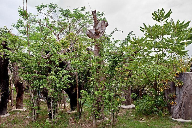 ban-lau-kut-16web9pd0z.jpg