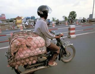 bike_burden-piglets.jpg
