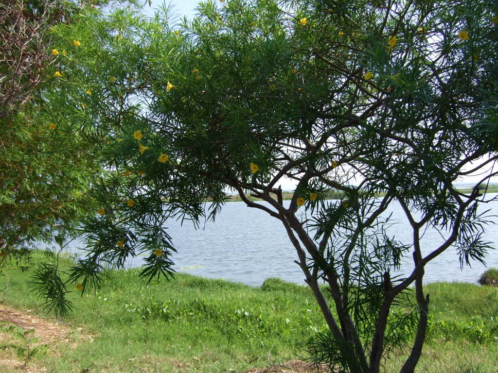 blossom-1.jpg