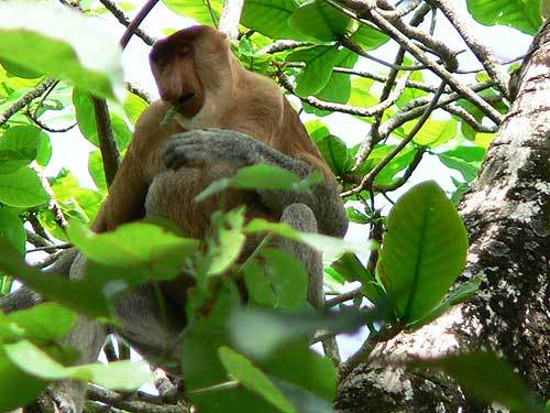 borneo13.jpg