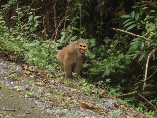 btmonkey.jpg