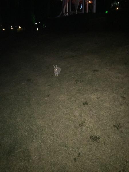 bunny.jpg