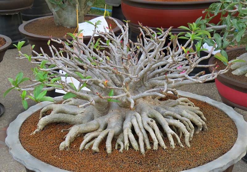 chiang-mai-bonsai-1-small.jpg