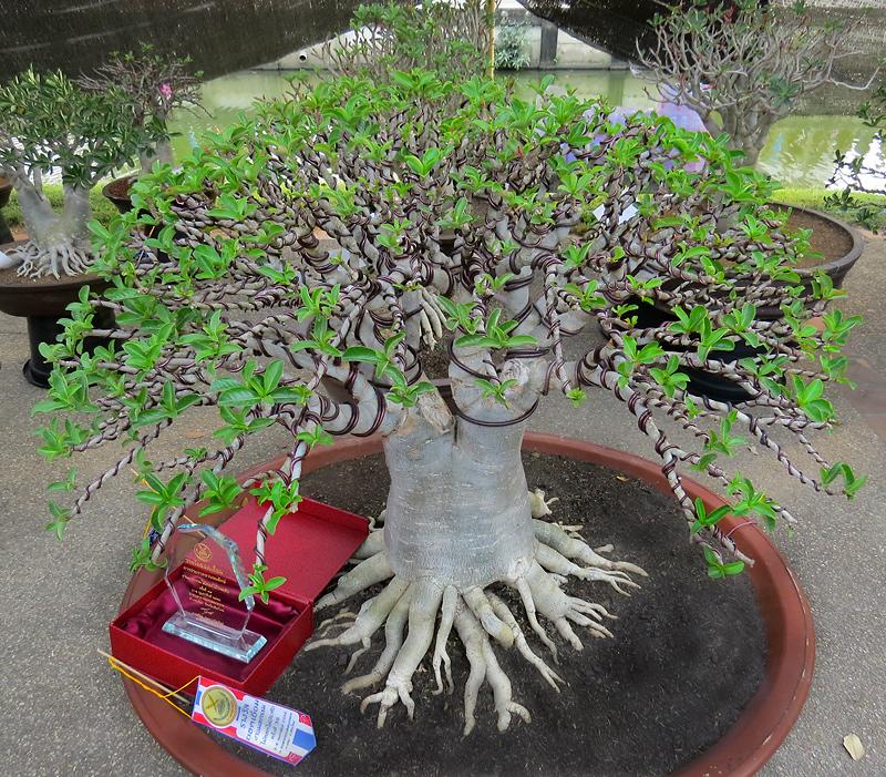chiang-mai-bonsai-2-small.jpg