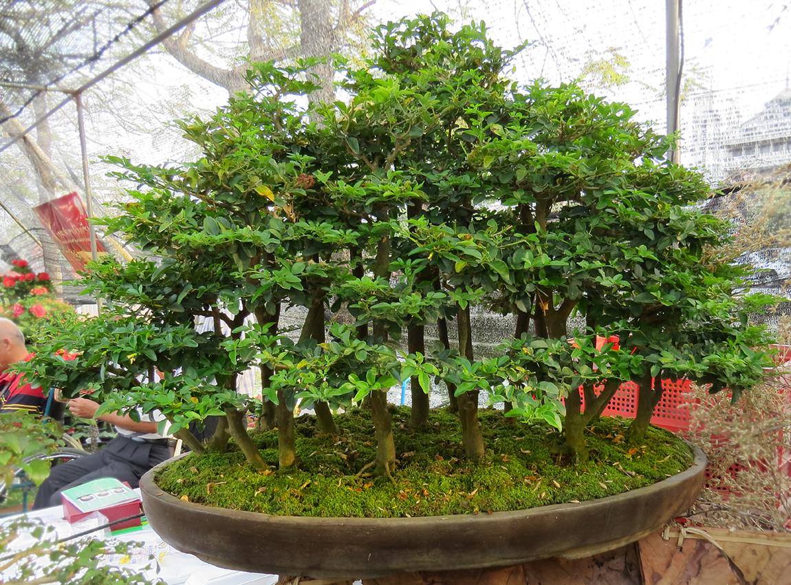 chiang-mai-bonsai-3-small.jpg
