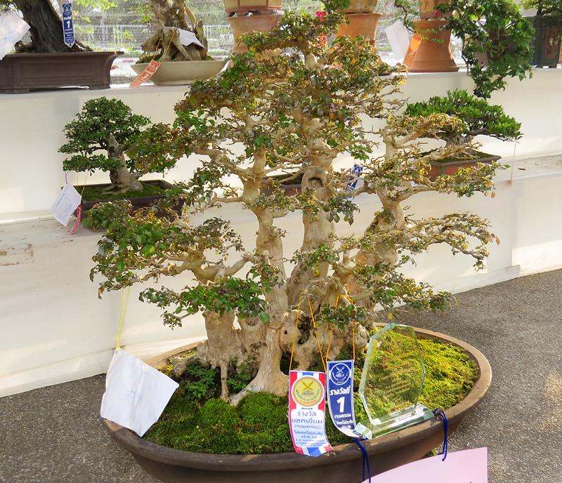 chiang-mai-bonsai-4-small.jpg