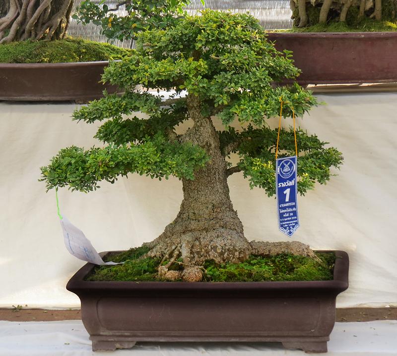 chiang-mai-bonsai-5-small.jpg