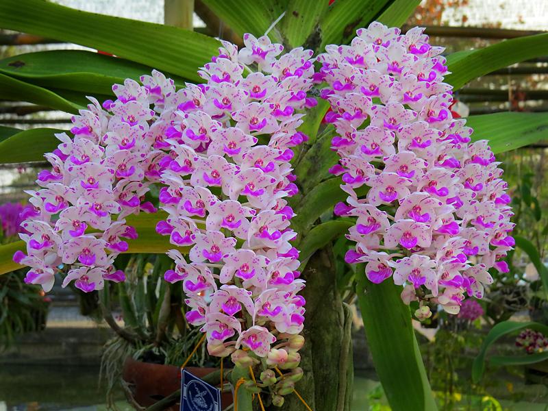 chiang-mai-flower-festival-56-small.jpg