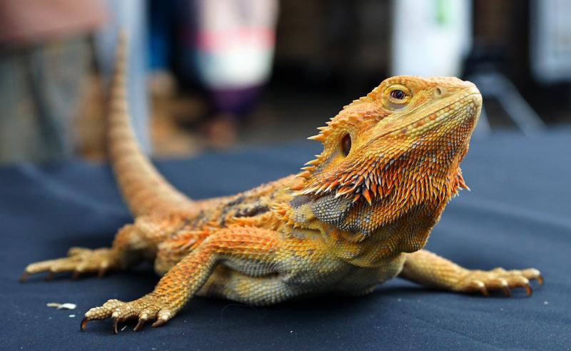 chiang-mai-lizard-small.jpg