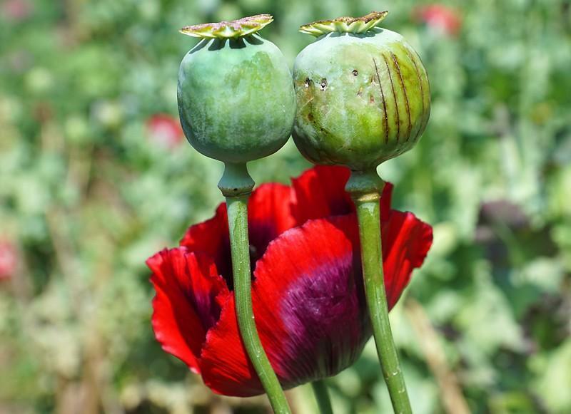 chiang-mai-mohnblume-opium-small.jpg