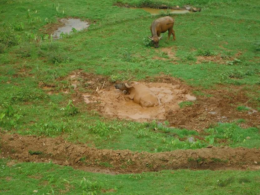 ChiangRai-DoiMaeSalong11.jpg