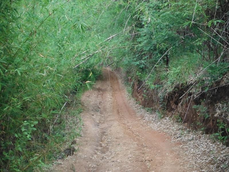 ChiangRai-DoiMaeSalong14.jpg