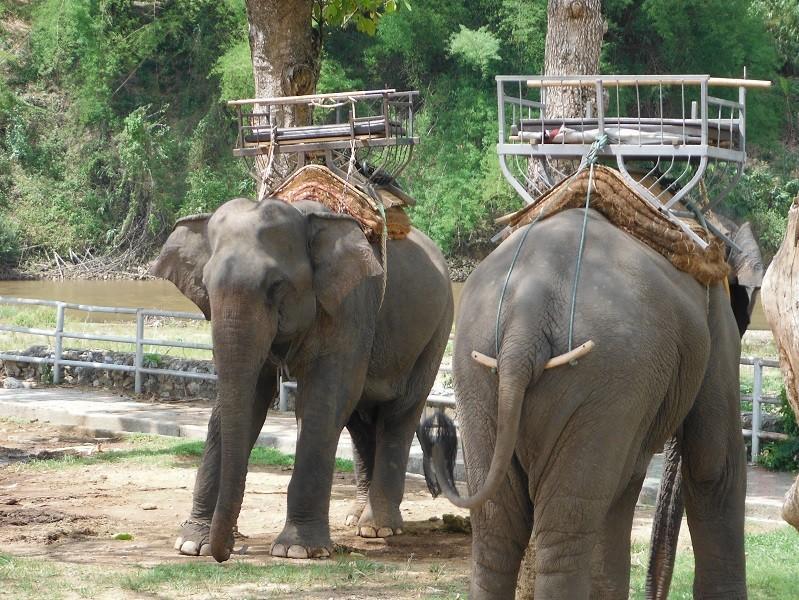 ChiangRai-DoiMaeSalong3.jpg