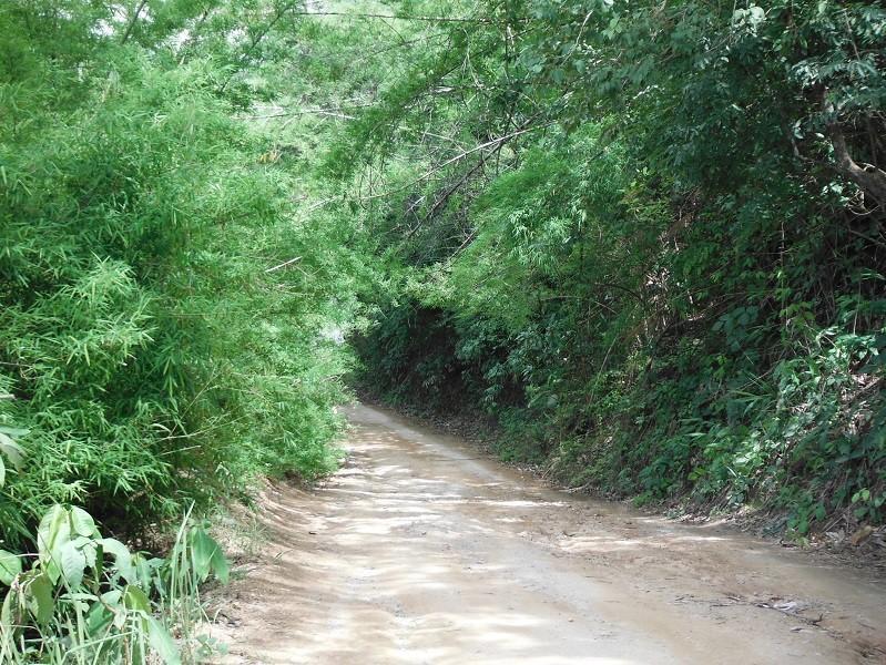 ChiangRai-DoiMaeSalong4.jpg