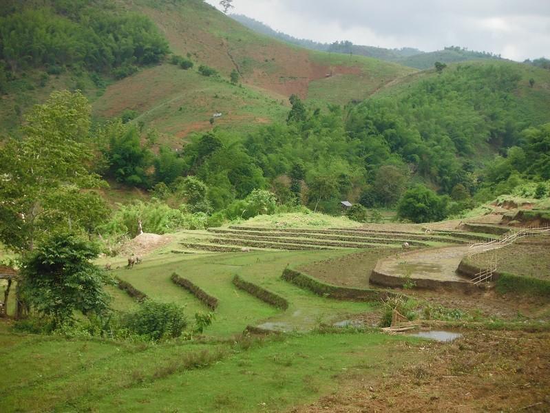 ChiangRai-DoiMaeSalong8.jpg
