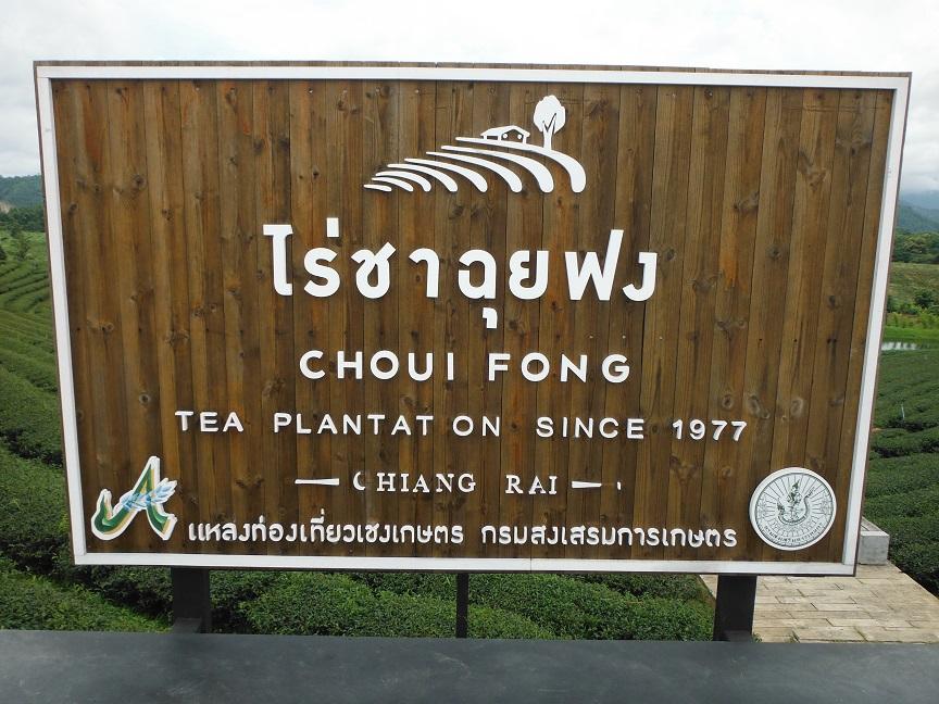 Choui Fong Tea Plantation Chiang Rai (6).JPG