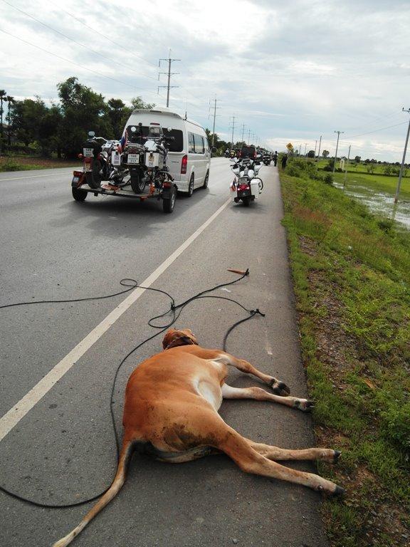 cow.jpg