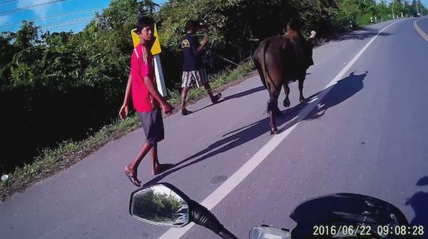 CowWalk.jpg