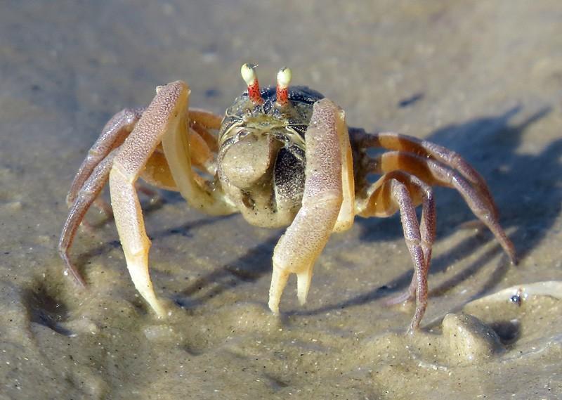 crab-thumb.jpg