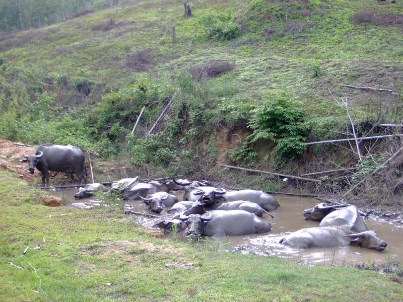 day2waterbuffalo.jpg