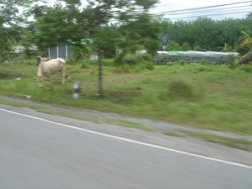 DSC02952.jpg
