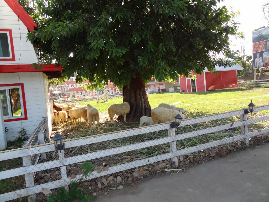 DSC05752_zpsfbc1773c.jpg